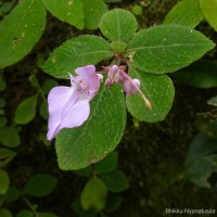 Impatiens thwaitesii Hook.f. ex Grey-Wilson